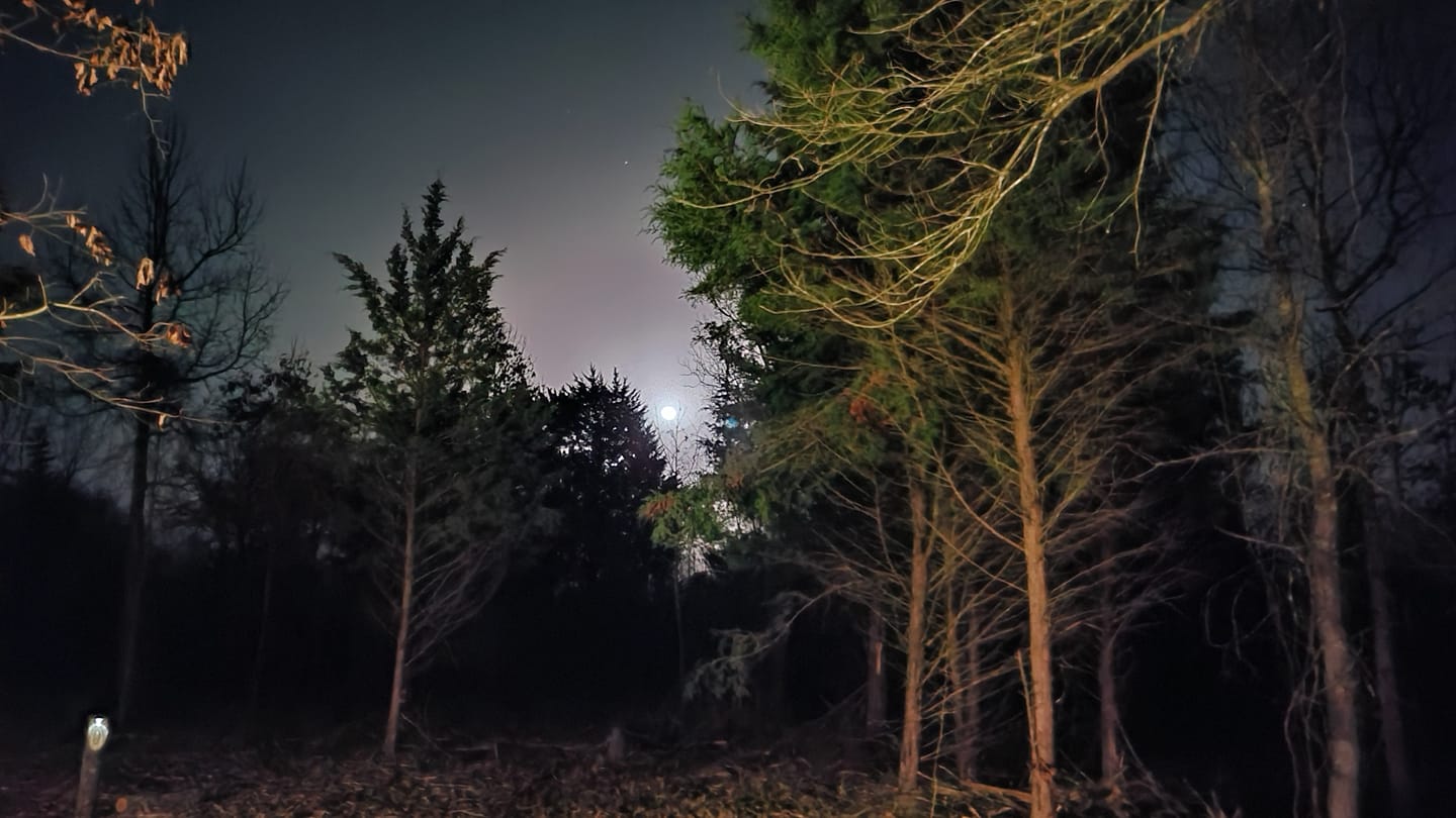 moon rising over woods