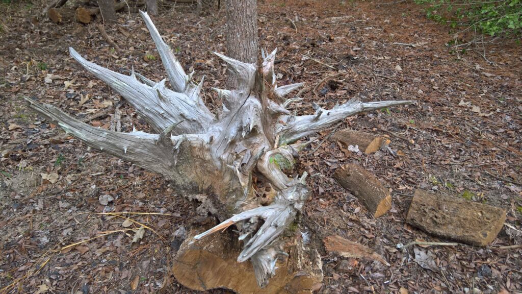 white tree stump
