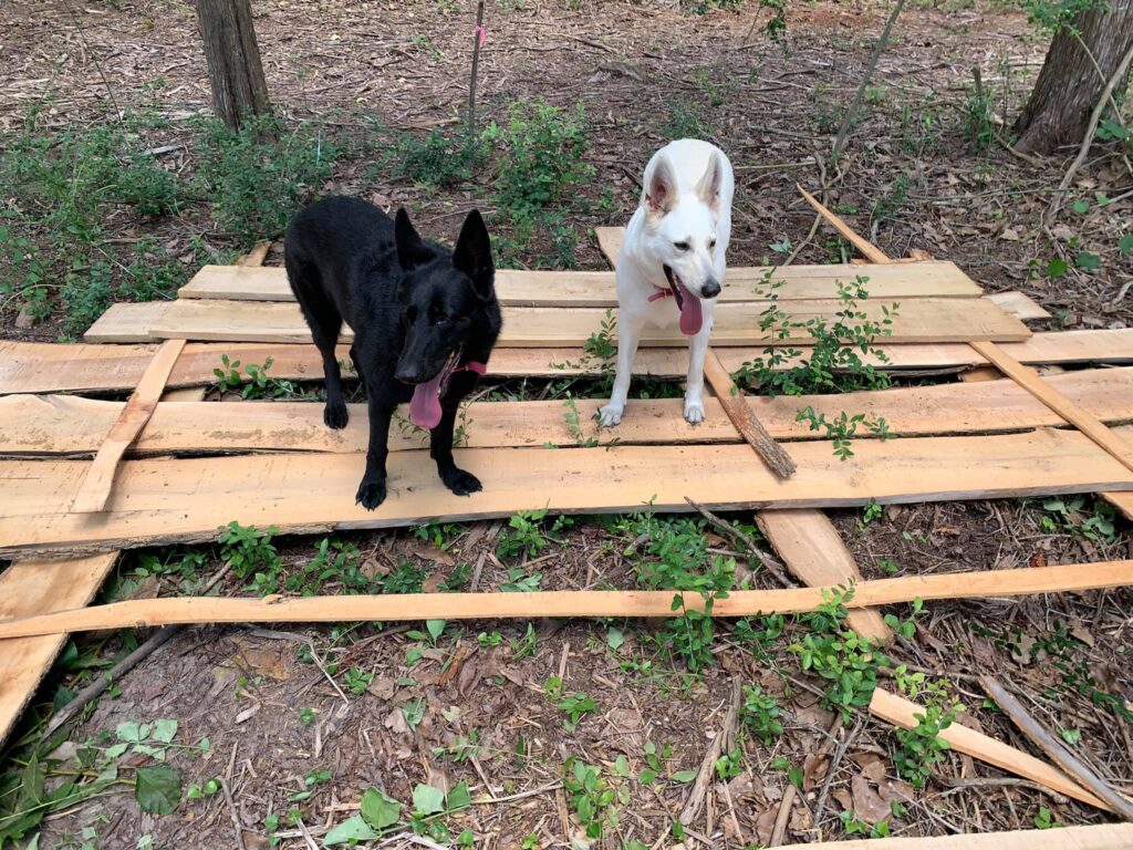 John's dogs standing on a pile of plained logs