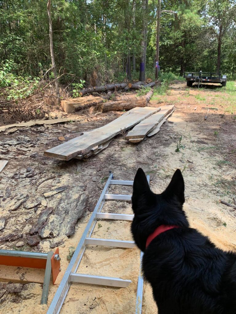 a dog standing by a pile of plained logs