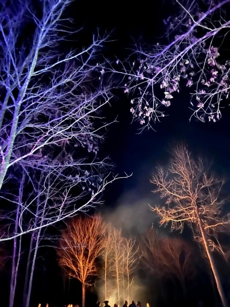 Night view of trees