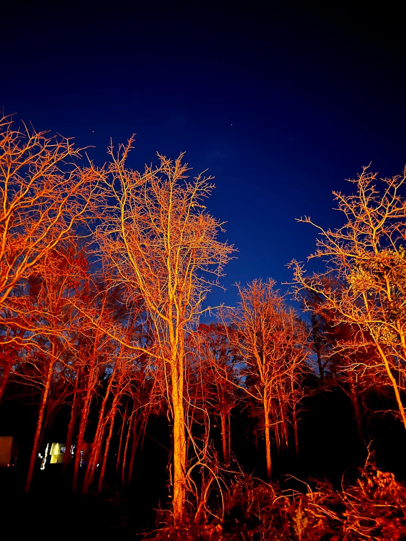 trees in firelight